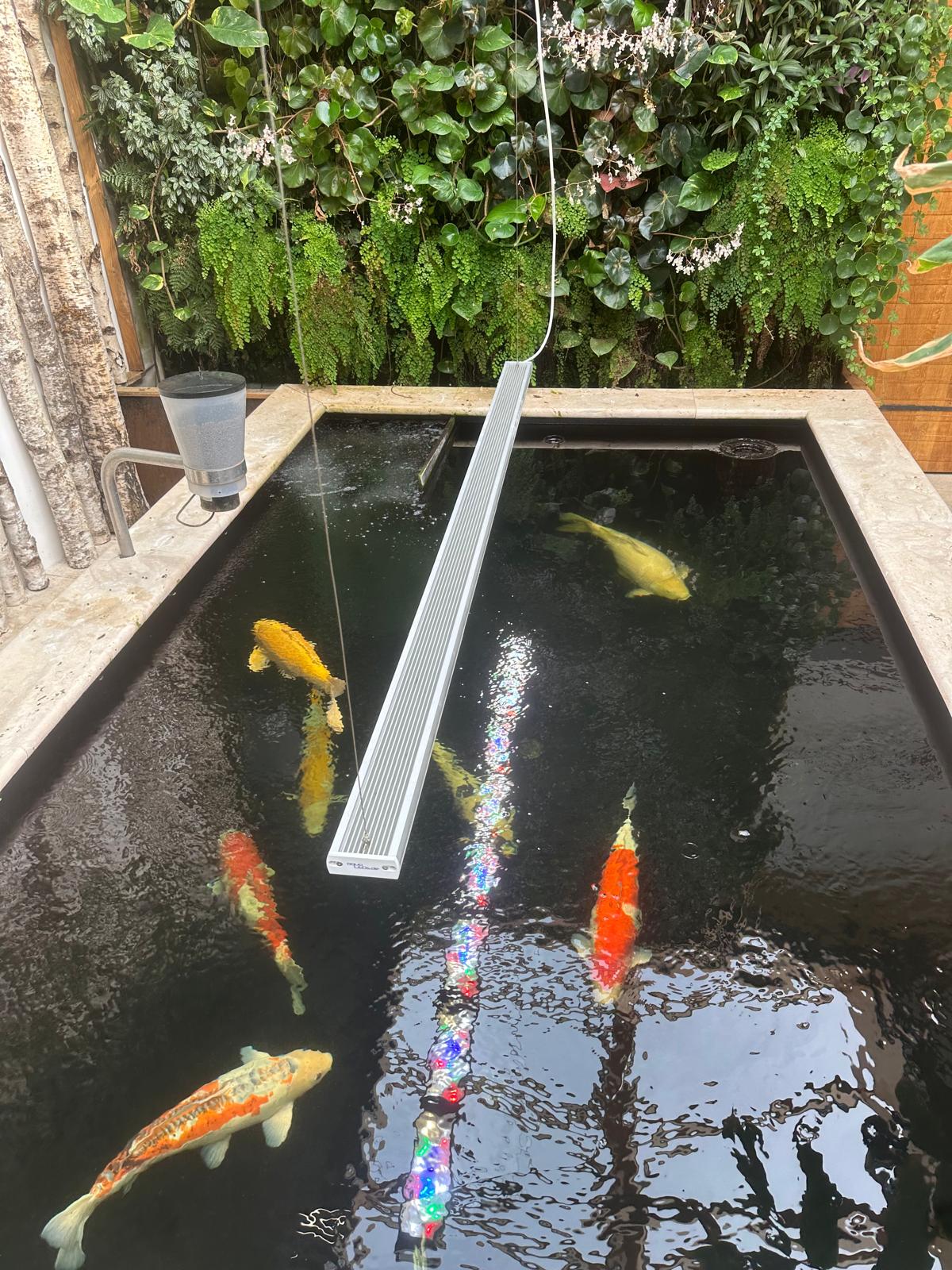 aquaBAR HC+ Koi