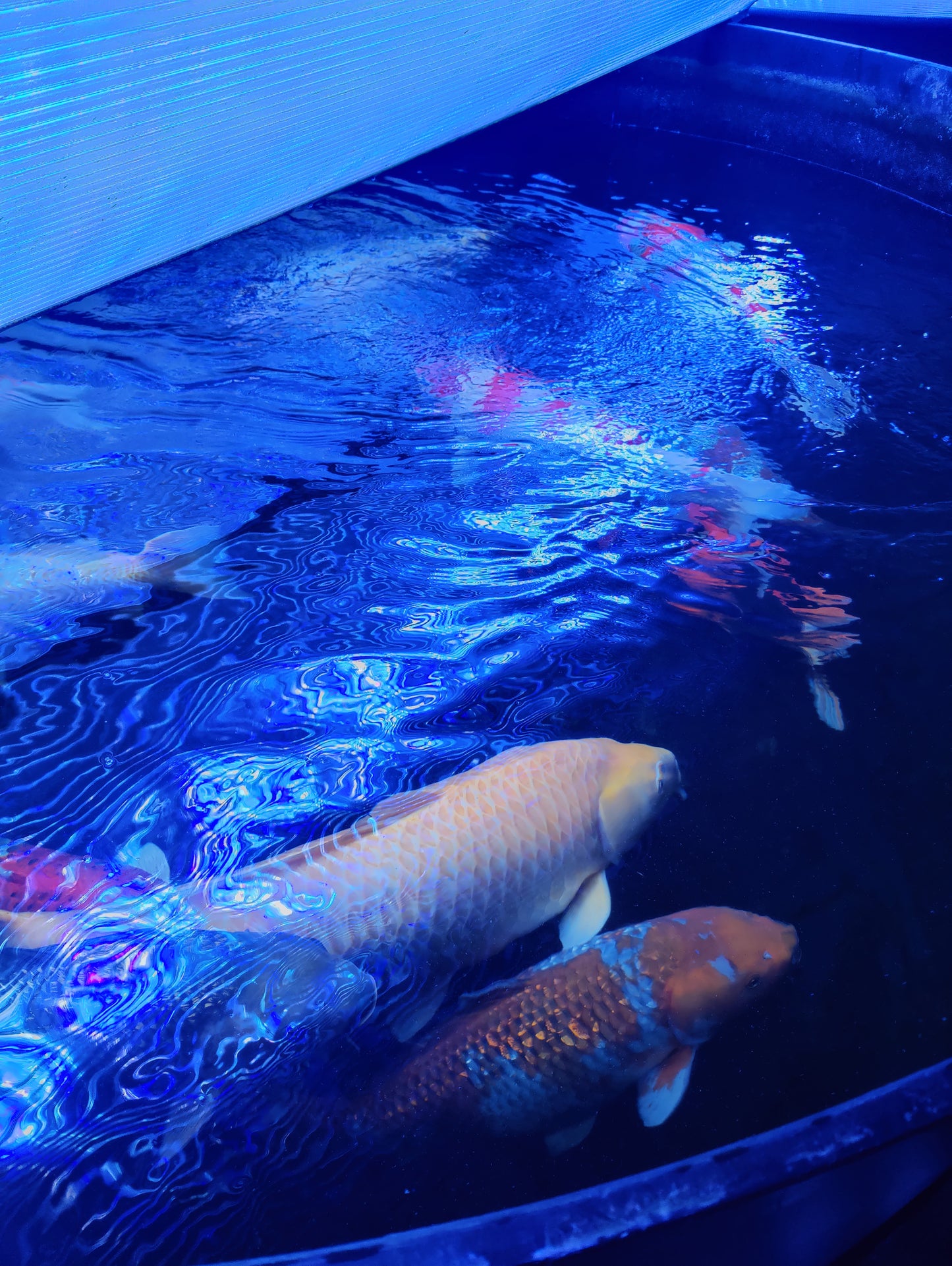 aquaBAR HC+ Koi
